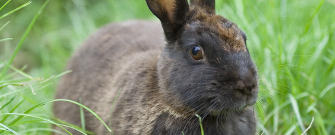 bunny-big