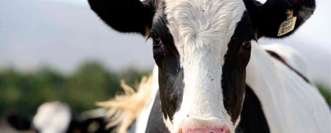 cow-big