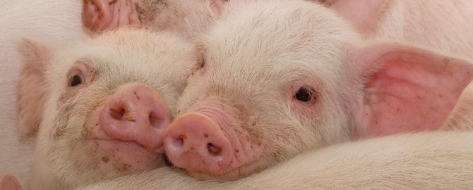 pig-big