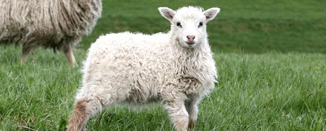 sheep-big